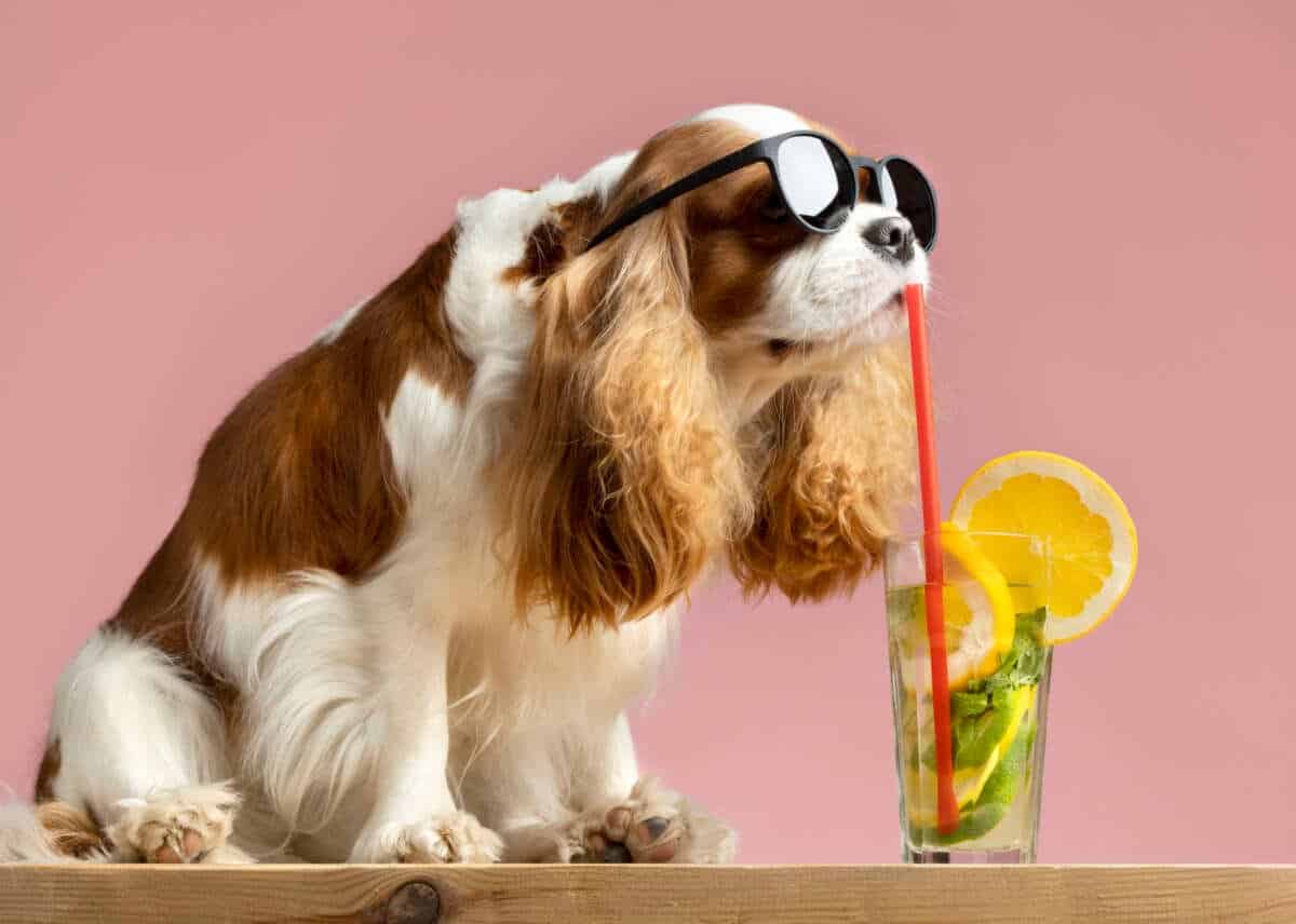 Health Treats for Pets