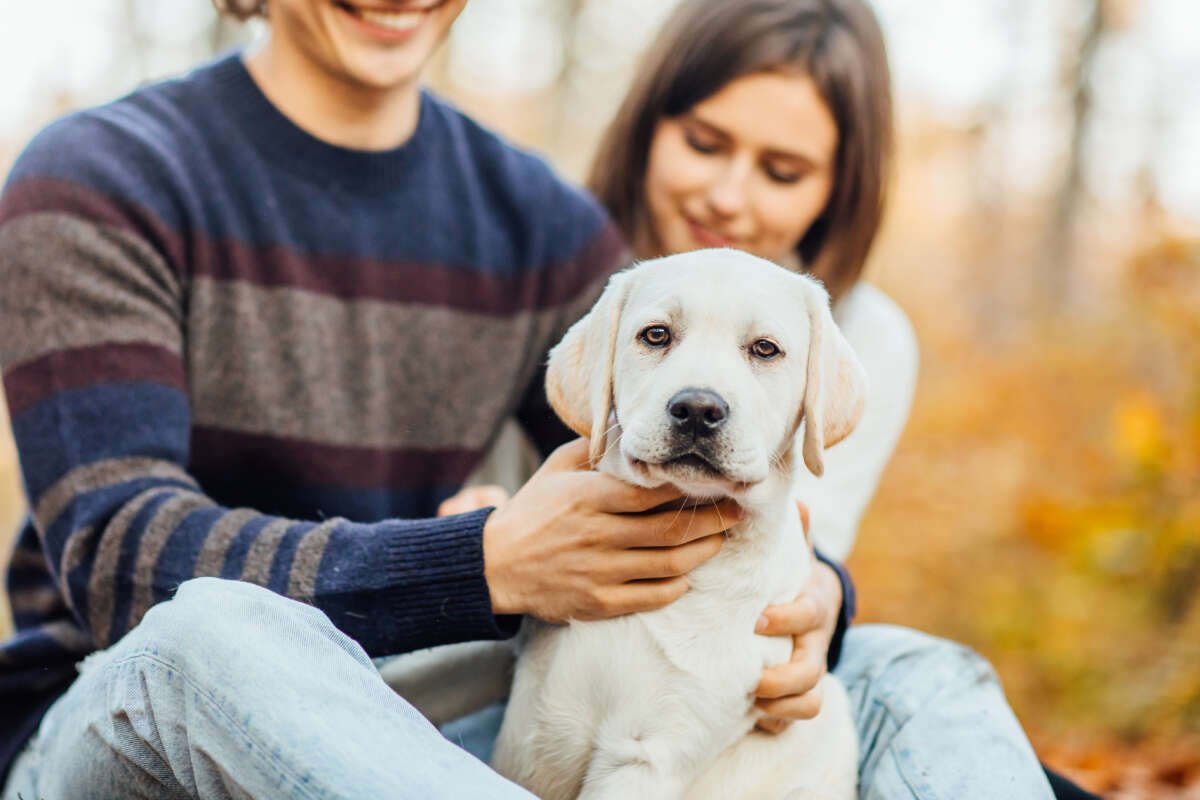 Doggie Daycare Lessons – How To Train Your Dogs