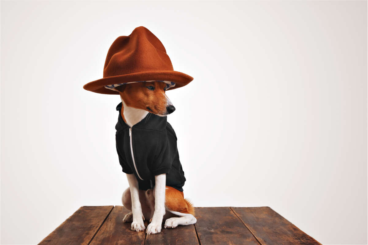 Cool outfit Dog's Halloween Outfits