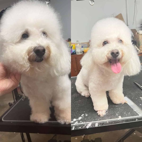 professional-pet-grooming-service-in-Houston (13)