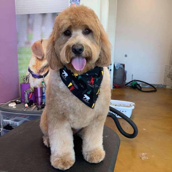 professional-pet-grooming-service-in-Houston